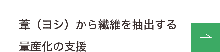 葦（ヨシ）から繊維を抽出する量産化の支援